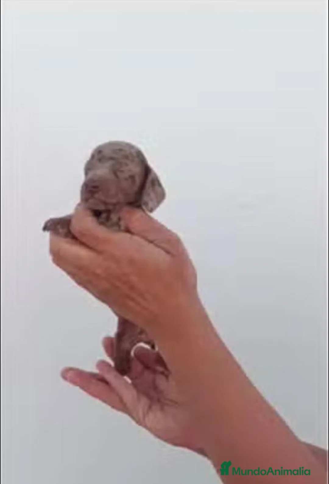Teckel Miniatura perros en venta: Teckel arlequin chocolate mini - Anuncio 2