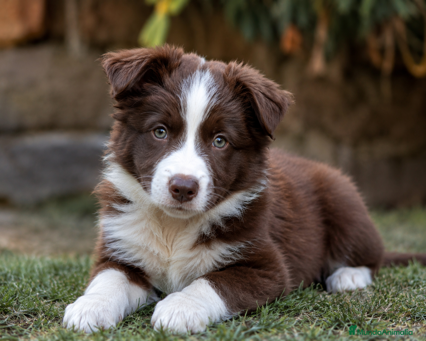 Border Collie perros CACHORRO BORDER COLLIE HEMBRA CHOCOLATE - Anuncio 1
