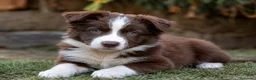 Border Collie perros en venta: CACHORRO BORDER COLLIE HEMBRA CHOCOLATE en Badajoz - Anuncio 1