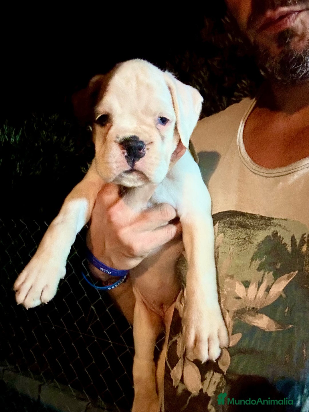 Boxer perros en venta: Boxer - Imagen 13