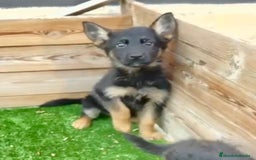 Pastor Alemán perros en venta: Pastor alemán hembra  - Imagen 4