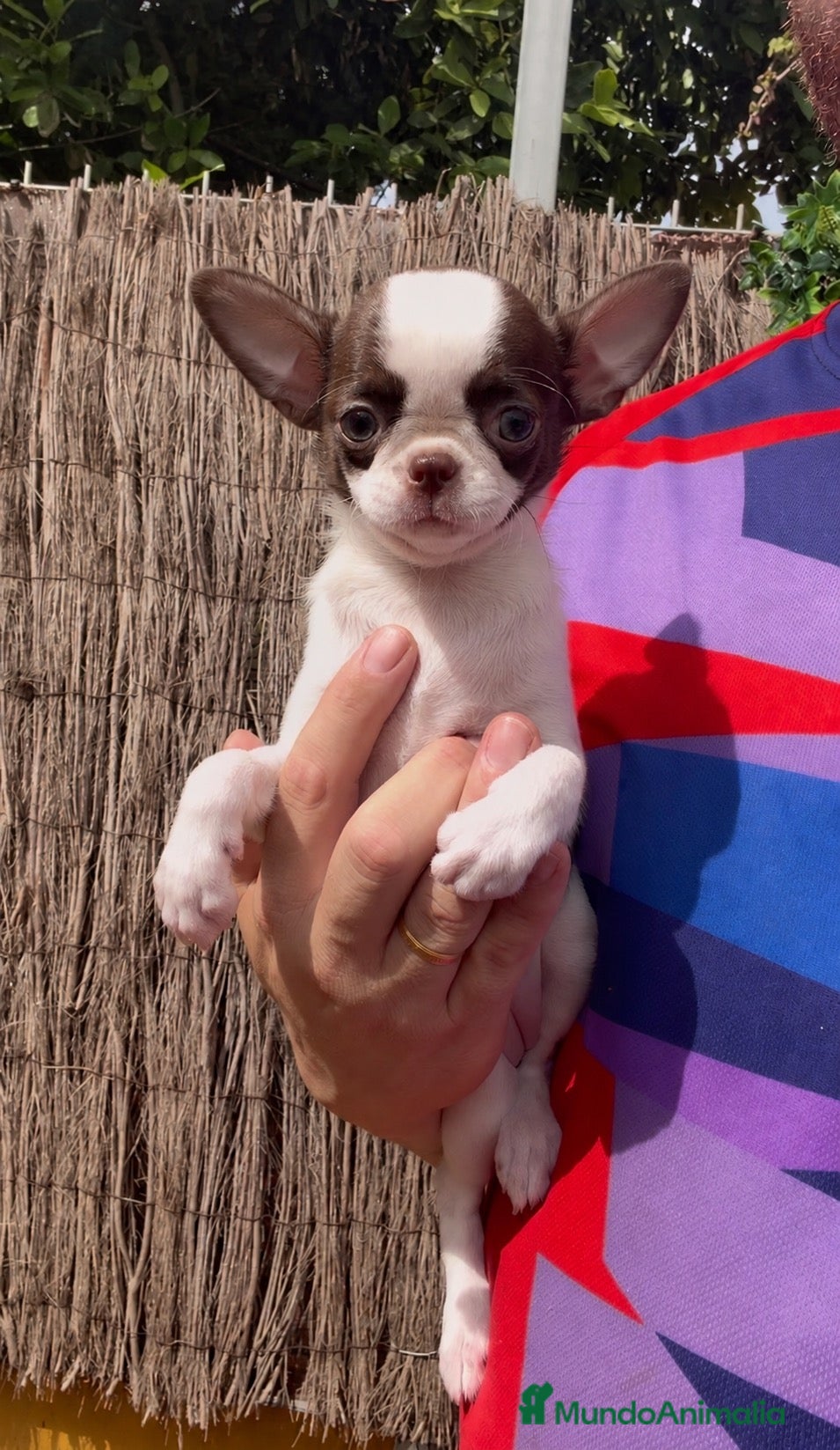 Chihuahua perros Chihuahua bicolor chocolate  - Anuncio 2