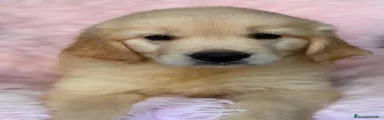 Golden Retriever 4