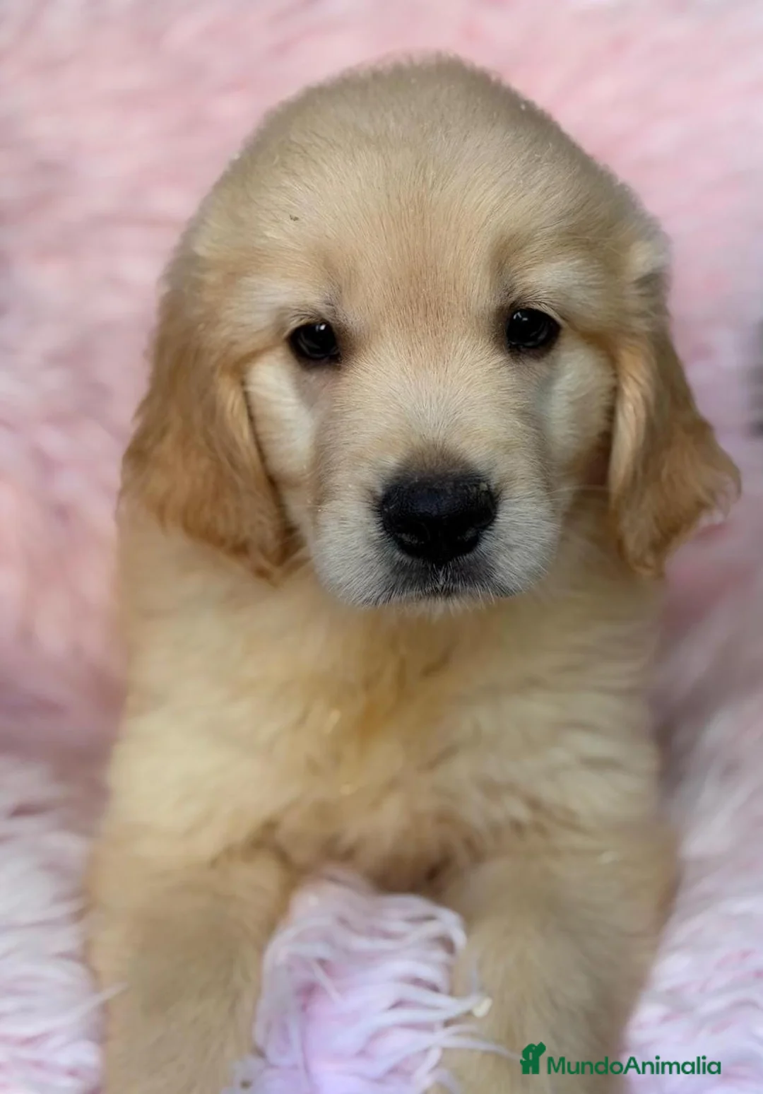 Golden Retriever perros en venta: Preciosos golden - Anuncio 2
