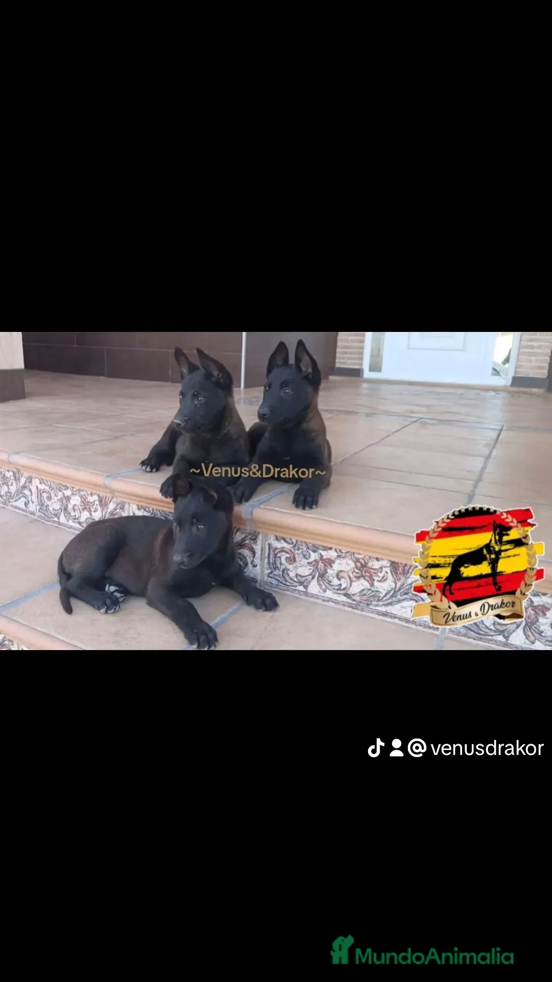 Pastor Belga Malinois perros en venta: Camada de pastor Belga Malinois  - Anuncio 4