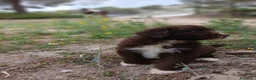 Perro de Agua Español perros en venta: 🐾 CACHORROS DE PERRO DE AGUA ESPAÑOL 🐾 - Anuncio 13