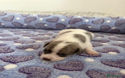 Raza Mixta perros en venta: CHIWHIP - Imagen 4