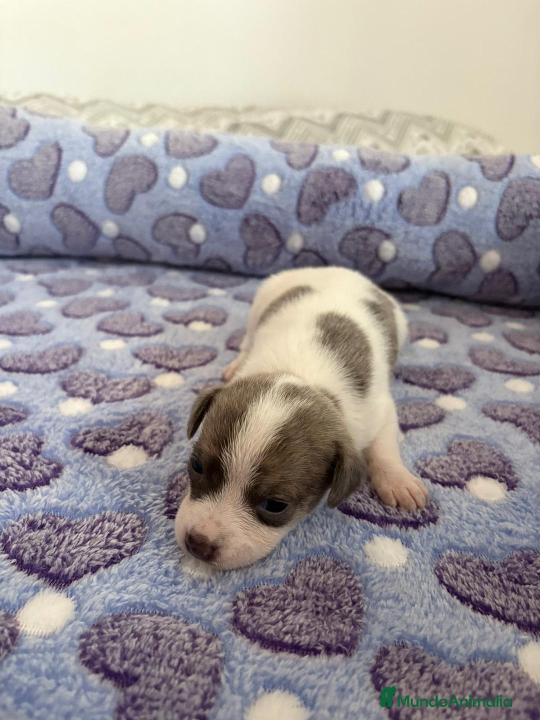 Raza Mixta perros en venta: CHIWHIP - Imagen 4