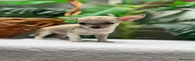 Chihuahua 6