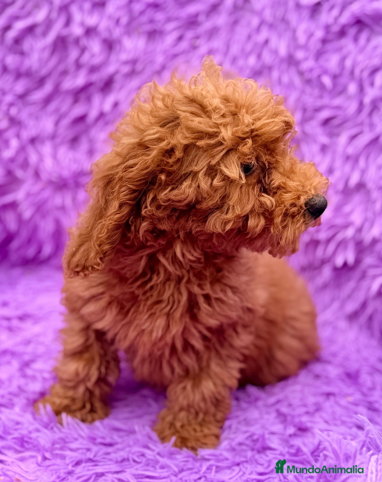 Caniche Enano perros ÚLTIMA CANICHE ENANA ROJA DISPONIBLE - Anuncio 1