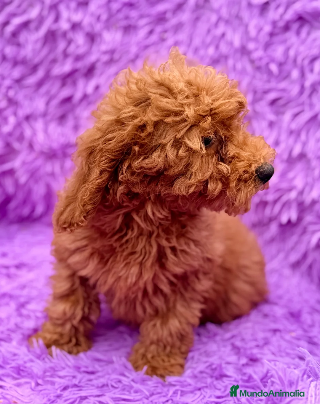 Caniche Enano perros en venta: ÚLTIMA CANICHE ENANA ROJA DISPONIBLE - Anuncio 1