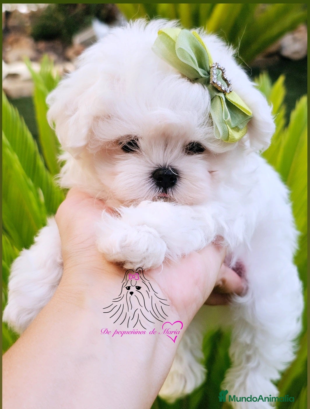Bichón Maltés perros Bichon maltes coreano miniatura - Anuncio 1