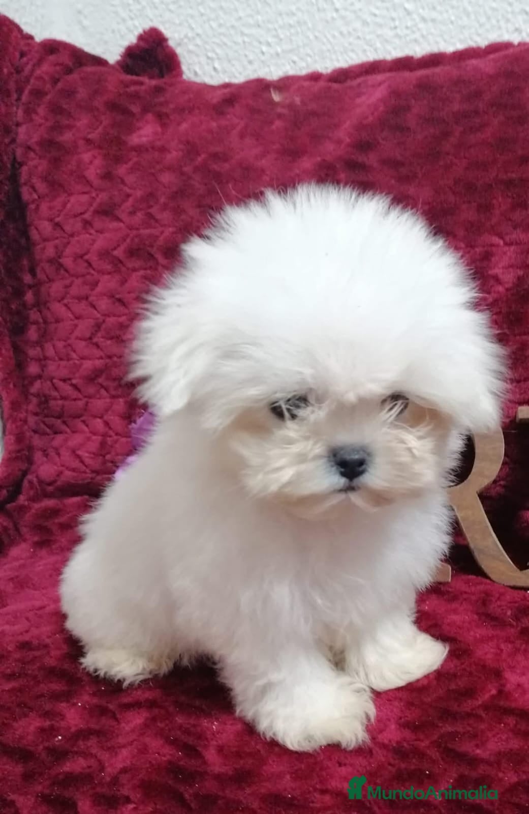 Bichón Maltés perros BICHON MALTES TOY  - Anuncio 1