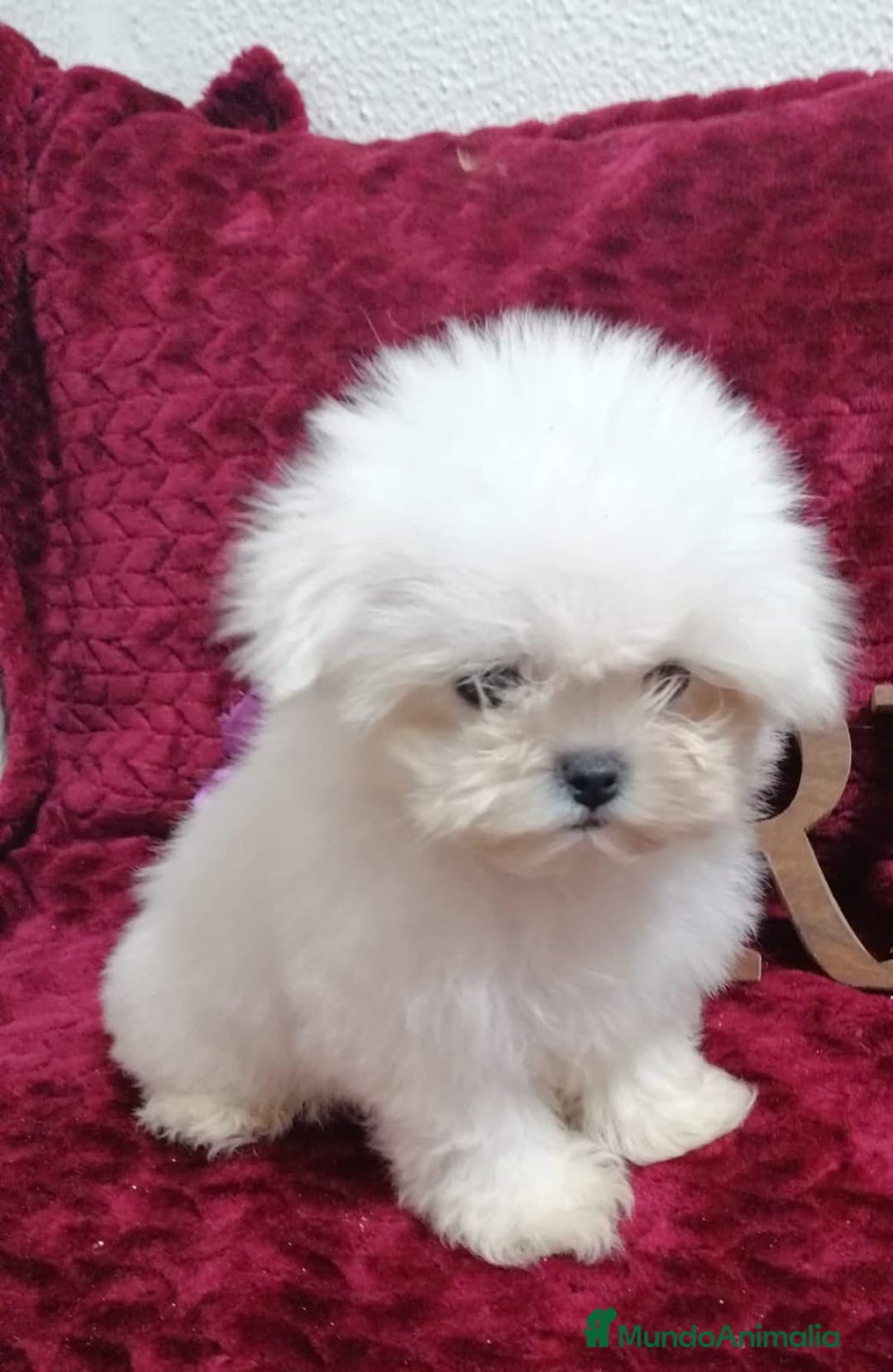 Bichón Maltés perros en venta: BICHON MALTES TOY  - Anuncio 1