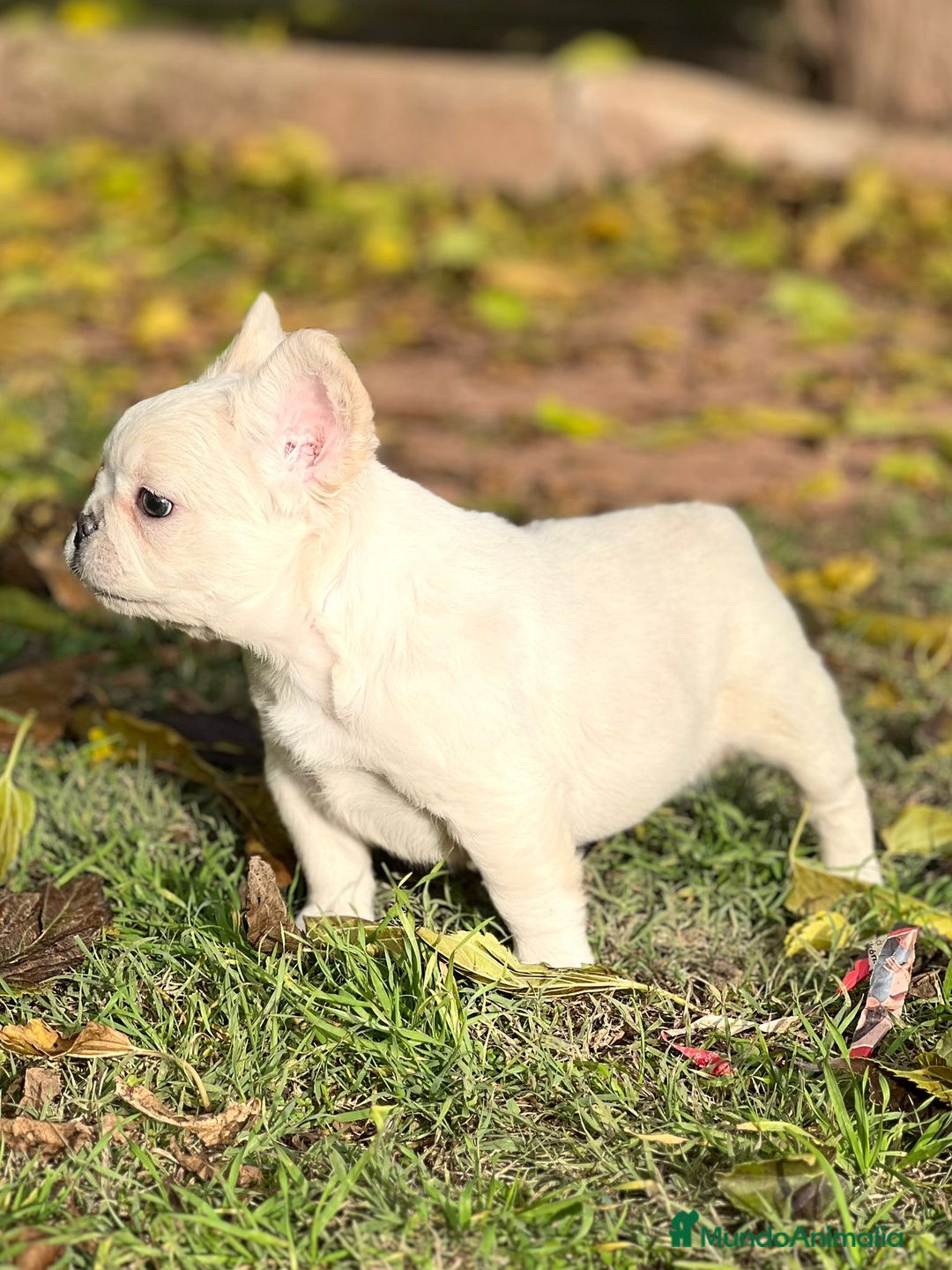 Bulldog Francés perros en venta: Bulldog. Pelo largo ( fluffy)  en Barcelona - Imagen 2