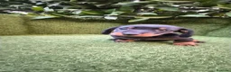 Teckel Miniatura perros en venta: teckel miniatura  - Anuncio 8
