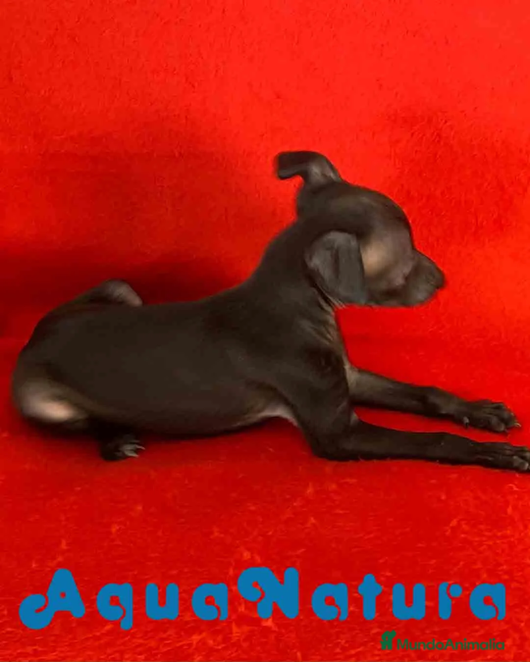 Pequeño Lebrel Italiano perros en venta:  Lebrel Italiano Macho 7346 de BN - AQUANATURA en Barcelona - Anuncio 7