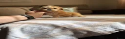 Maltipoo perros en venta: Maltipoo muy bonitos !!! - Anuncio 8