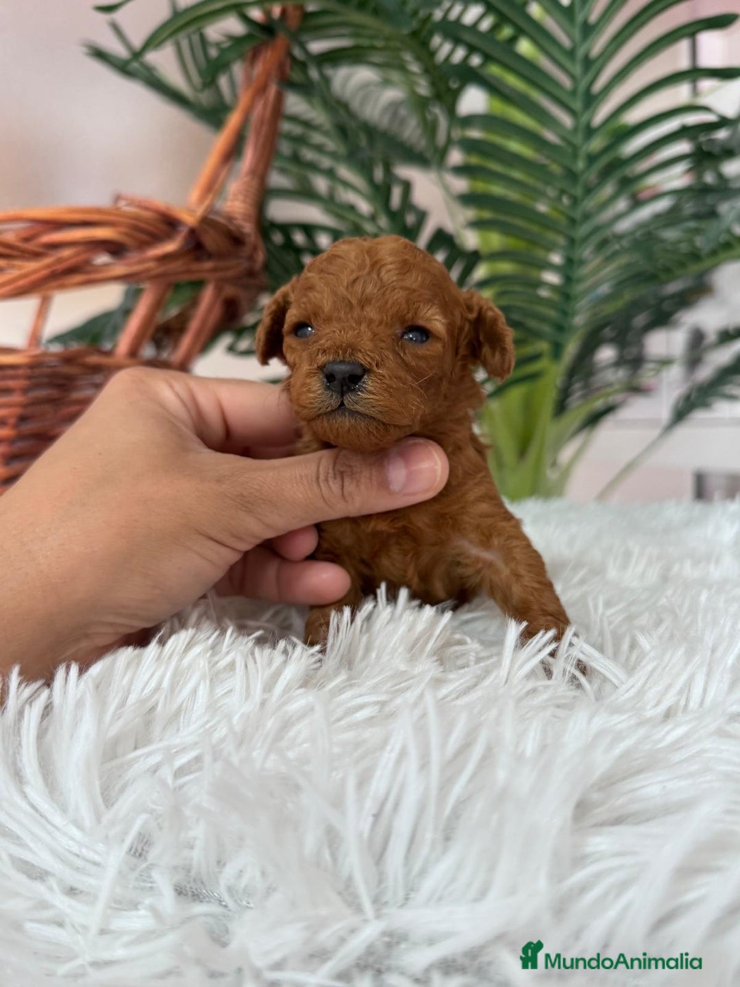 Caniche Toy perros en venta: CANICHE TOY ROJO - Anuncio 11