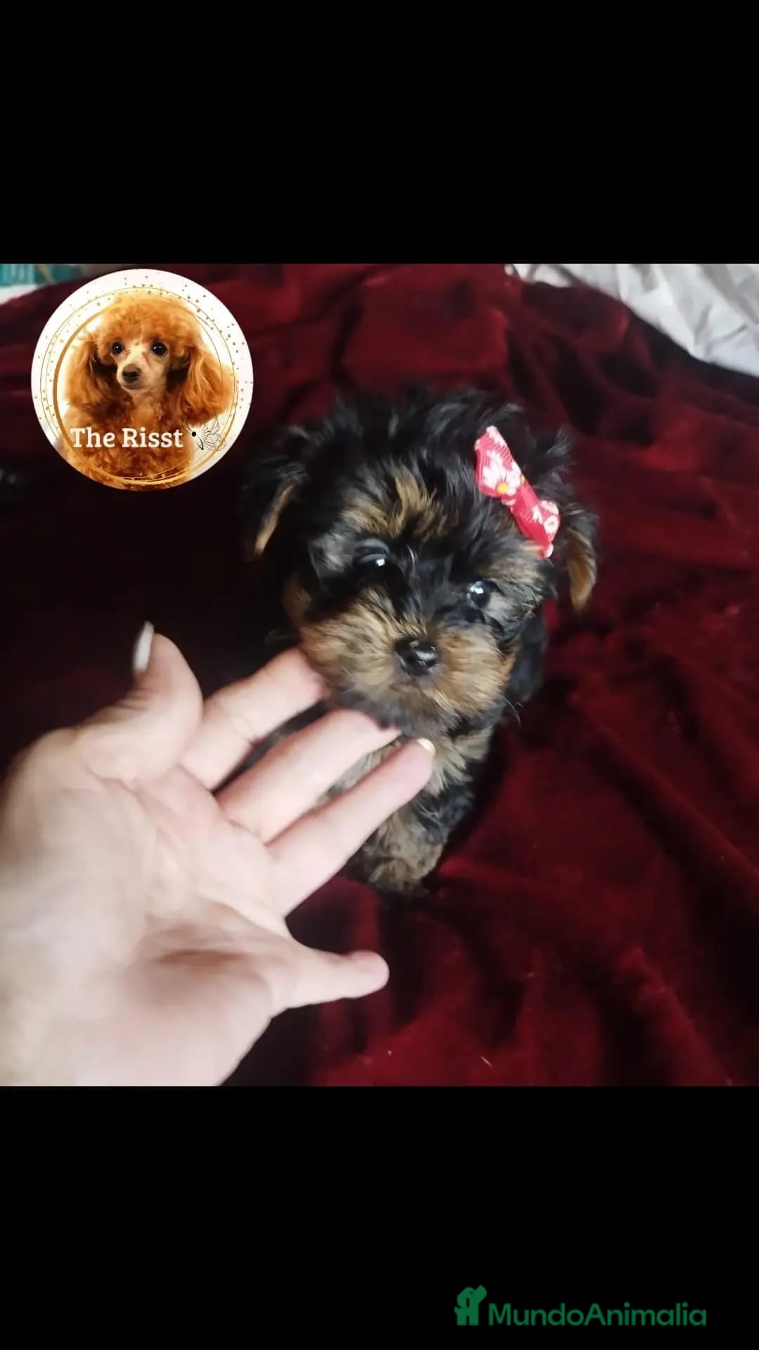 Yorkshire Terrier perros en venta: YORKSHIRE  MINI PURA RAZA - Imagen 3