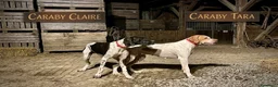 Pointer perros en venta: Benidorm Caraby pointer inglés  - Anuncio 12