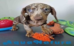 Teckel Miniatura perros en venta: Teckel Hembra DCD 5758 AQUANATURA - Imagen 4