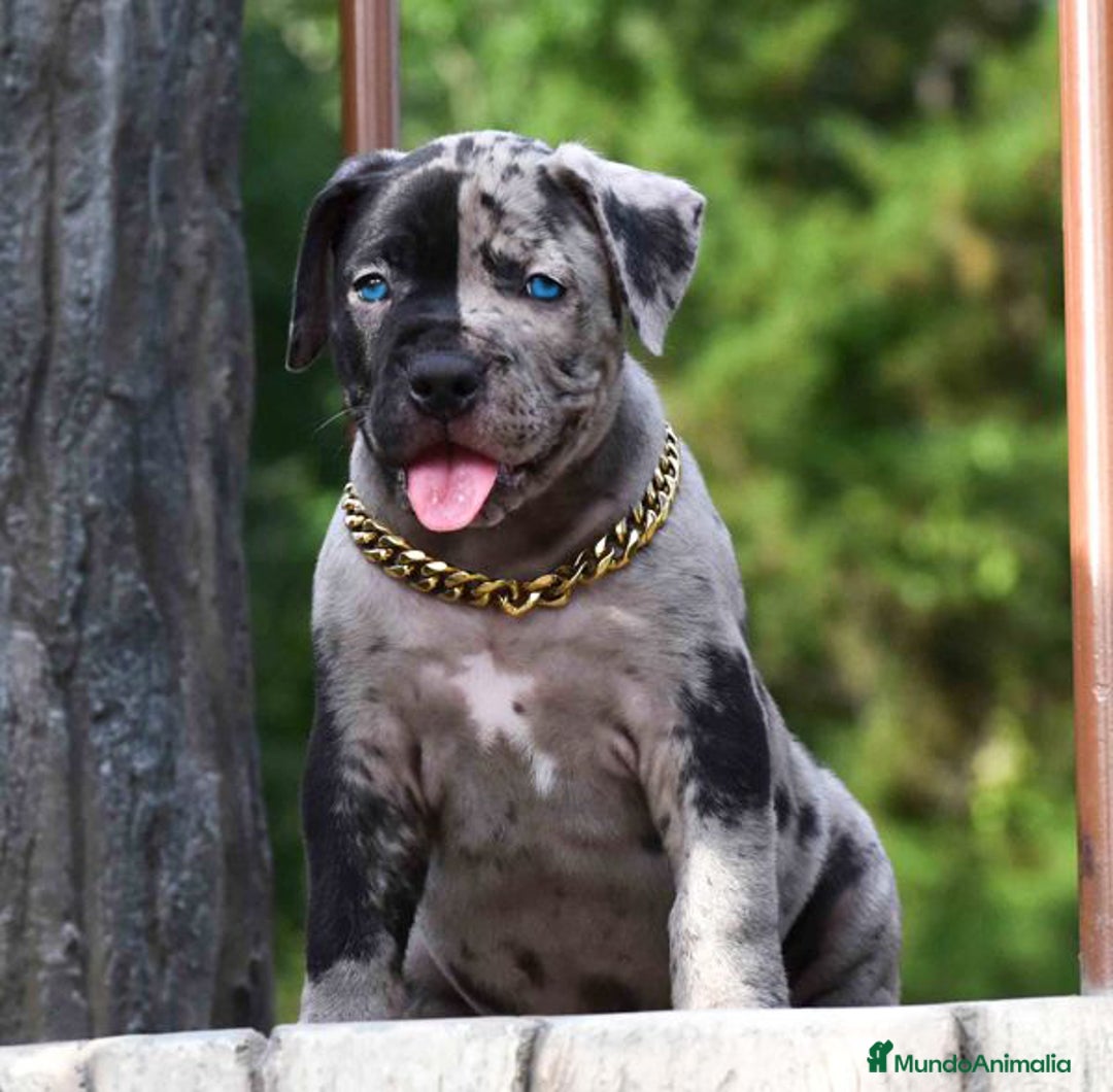 American Pit Bull Terrier perros en venta: AMERICAN PITBULL CACHORROS  608 76 13 65 - Imagen 6