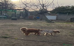 Cocker Spaniel Inglés perros en venta: Cocker spaniel ingles  - Imagen 7