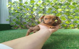 Teckel Miniatura perros en venta: Teckels kanichen  - Anuncio 3