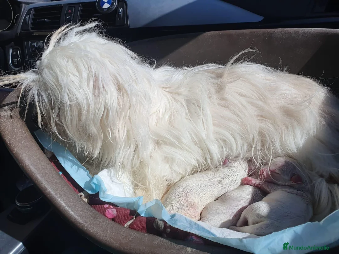 Bichón Maltés perros en venta: bichon maltes del valle  - Anuncio 1