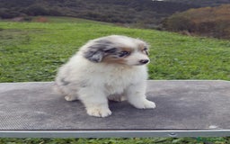 Pastor Australiano perros en venta: Pastor Australiano  - Imagen 3