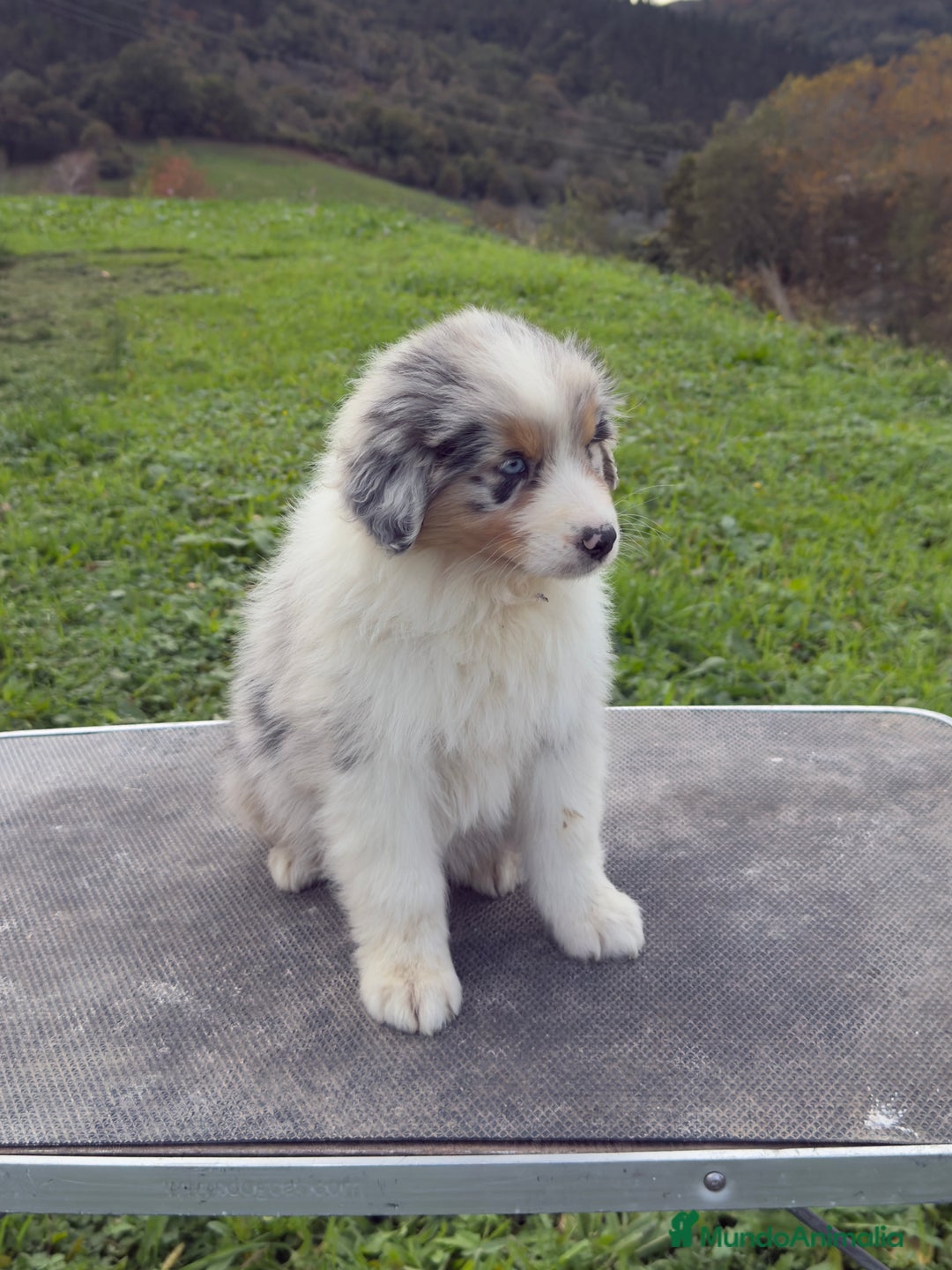 Pastor Australiano perros en venta: Pastor Australiano  - Imagen 3