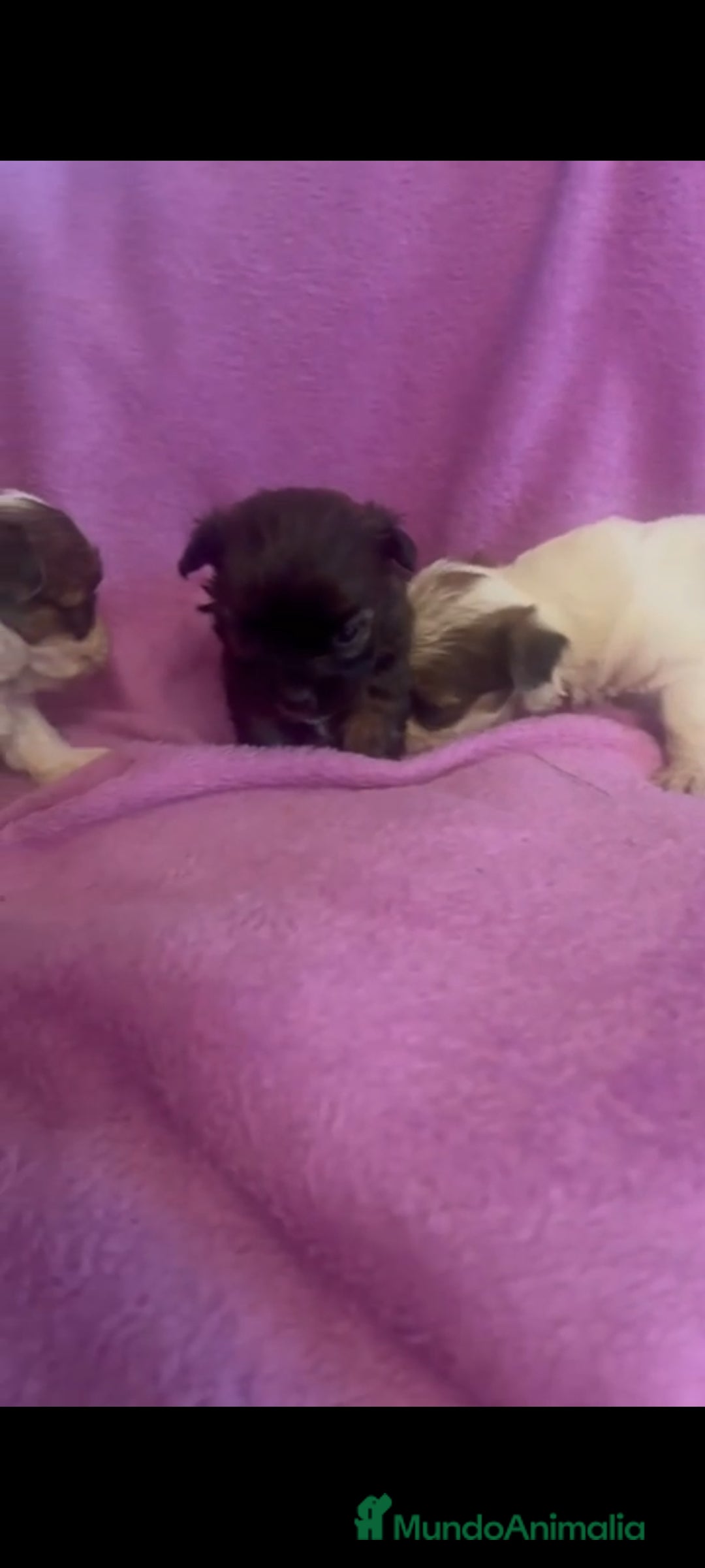 Morkie perros en venta: Morkies toys - Anuncio 4