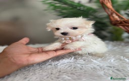Bichón Maltés perros en venta: BICHON MALTES HEMBRA - Imagen 12