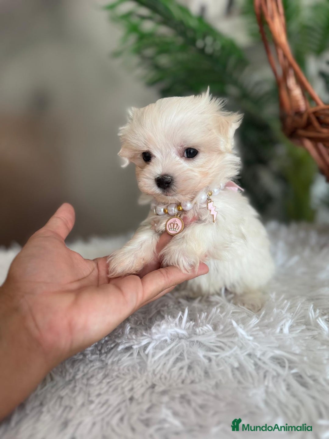 Bichón Maltés perros en venta: BICHON MALTES HEMBRA - Imagen 12