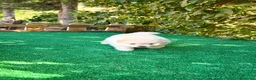 Pomerania perros en venta: Pomerania Lulu Toy Macho Blanco crema precioso  - Anuncio 3