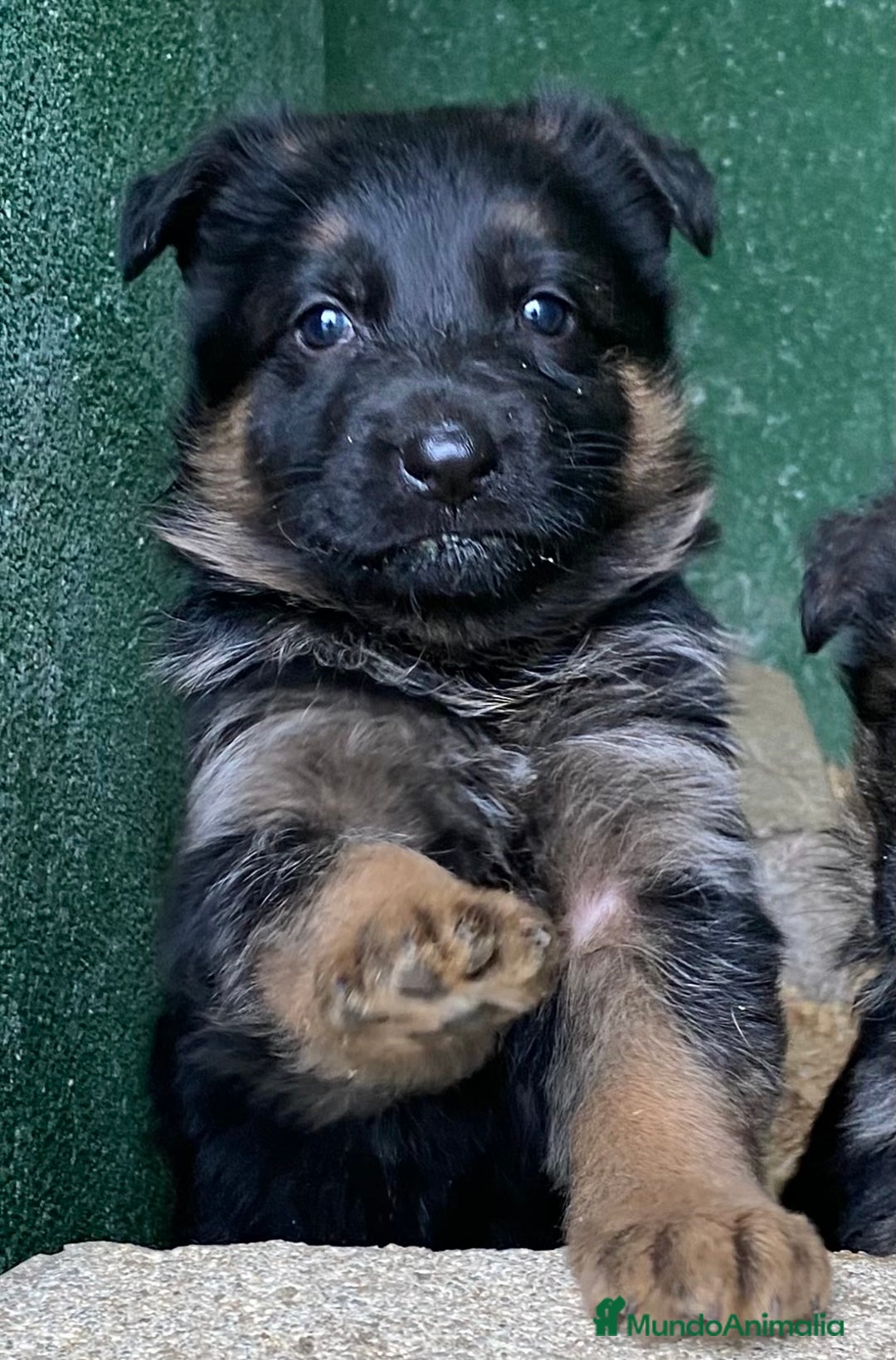 Pastor Alemán perros en venta: Cachorros de pastor alemán  en Salamanca - Imagen 4