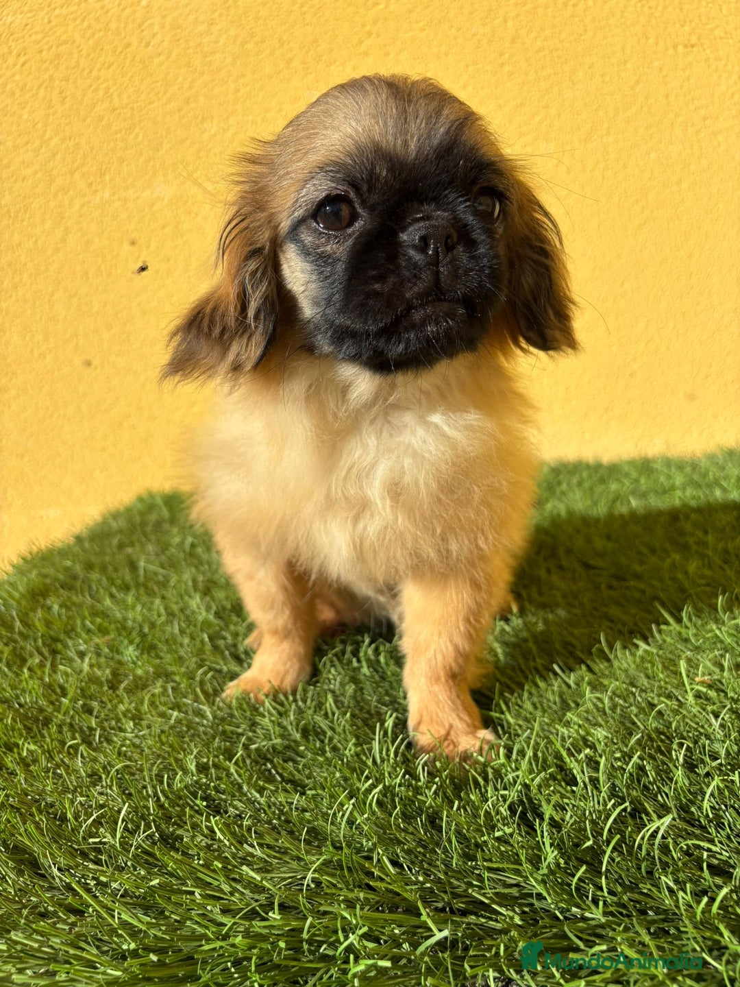 Pekinés perros en venta: hembra de pekines imperial marroncita muy guapa - Imagen 10