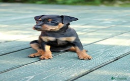 Pinscher Miniatura perros en venta: ADORABLES CACHORROS DE MINI PINCHER - Anuncio 1