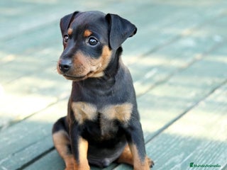 Pinscher Miniatura perros ADORABLES CACHORROS DE MINI PINCHER - Anuncio 3