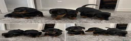 Teckel Miniatura perros en venta: TECKEL MINI - MALAGA  - Anuncio 1