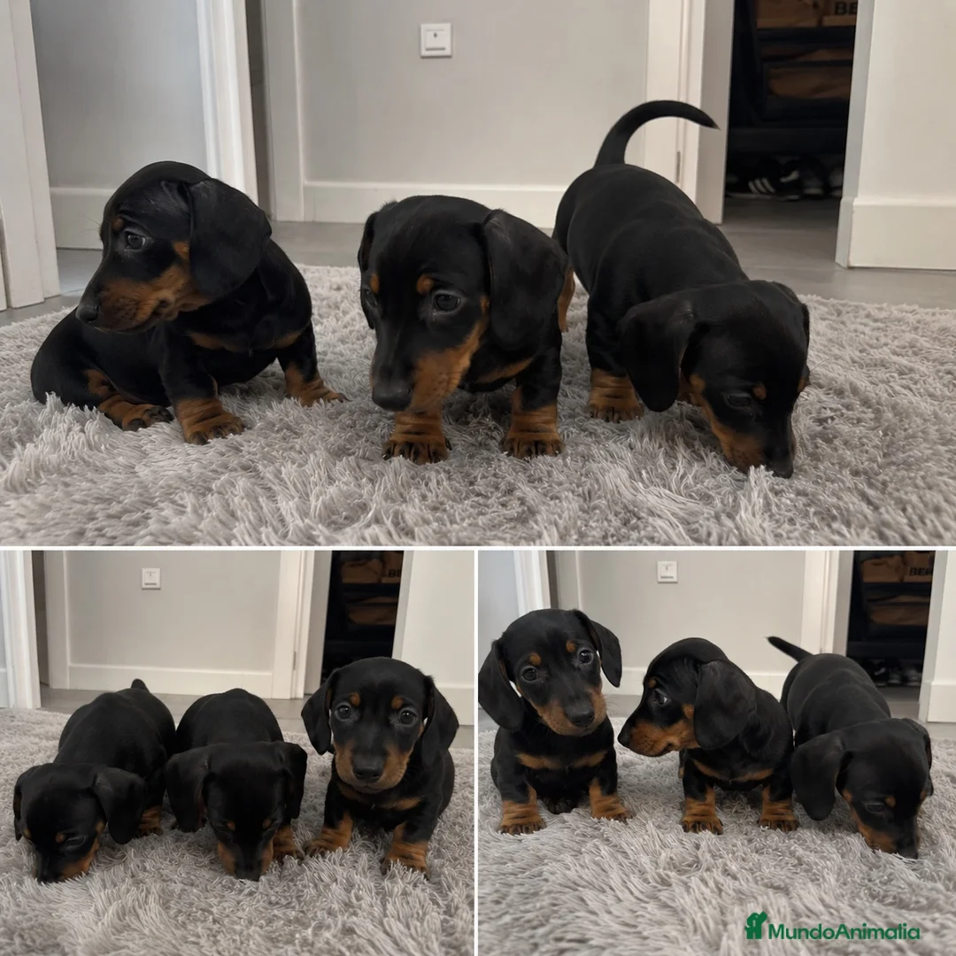 Teckel Miniatura perros en venta: TECKEL MINI - MALAGA  - Anuncio 1