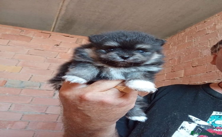 Pomerania perros - Anuncio 2