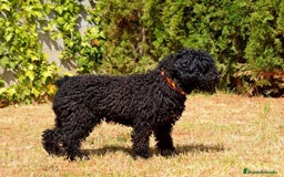 Perro de Agua Español perros en venta: Cachorro macho de perro de agua español - Imagen 13