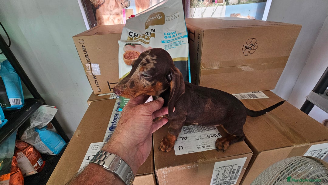 Teckel perros en venta: Precioso teckel chocolate  - Imagen 3