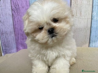 Shih Tzu perros Shih tzu hembra - Anuncio 1