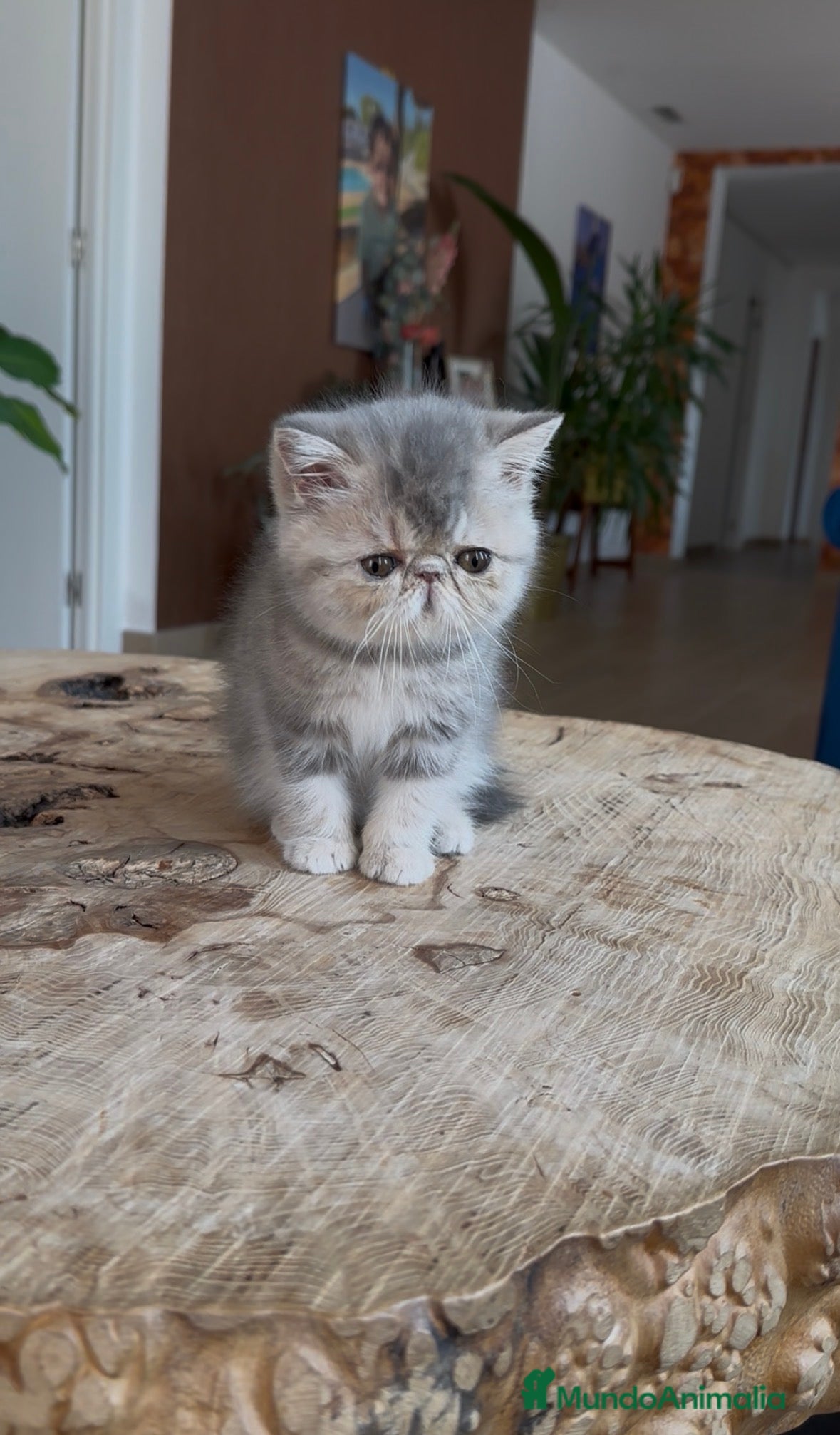 Exótico de Pelo Corto gatos Exótica hembra Azul Crema  - Anuncio 1