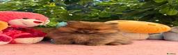 Pomerania perros en venta: Machito pomerania  - Anuncio 4