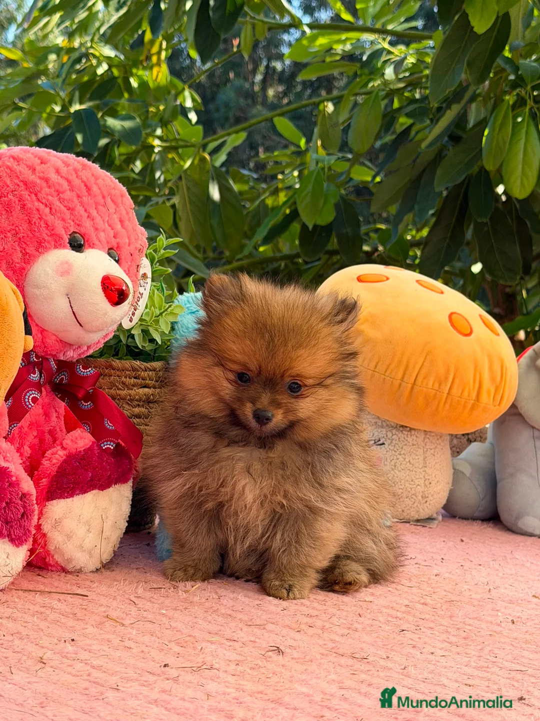 Pomerania perros en venta: Machito pomerania  - Anuncio 4