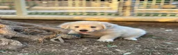 Golden Retriever perros en venta: Golden retriver  - Anuncio 6